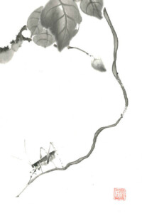 Eine feine Heuschrecke balanciert auf einem zarten Zweig unter großen, grauen Blättern. Die Tusche ist sparsam eingesetzt, der weiße Hintergrund lässt die Komposition atmen.