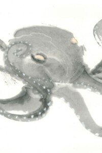 Ein grauer Oktopus mit sanft geschwungenen Armen - eine weiche Tuschemalerei mit fließender Bewegung von Nathalie Guski.