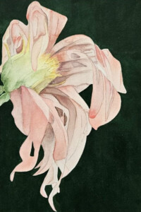 Üppige Blüte in zart rosafarbene Blüte mit herabhängenden Blütenblättern und grünem Kelch vor tiefgrünem Grund, fein ausgeführt in Tuschemalerei.