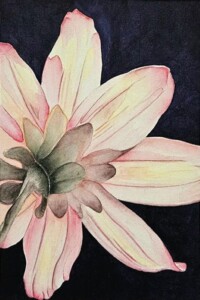 Zarte Blüte mit cremefarbenen und roséfarbenen Blütenblättern, von unten gesehen vor tiefdunklem Grund, fein ausgeführt in Tuschemalerei / Gombi